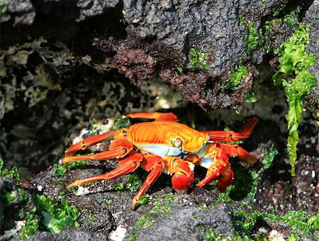simsearch:841-03675109,k - A colorful Sally Lightfoot crab tries to hide amonst the volcanic rocks Foto de stock - Super Valor sin royalties y Suscripción, Código: 400-04028585