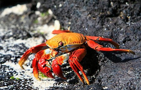 A Sally Lightfoot Crab on the volcanic rocks of the Galapagos Islands Stock Photo - Budget Royalty-Free & Subscription, Code: 400-04028589