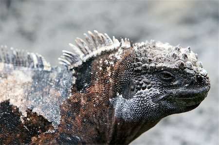 simsearch:400-04529279,k - Close Up Marine Iguana showing great detail in the face and skin of the animal Foto de stock - Royalty-Free Super Valor e Assinatura, Número: 400-04028594