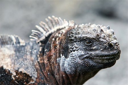 Close Up Shot of a Galapagos Marine Iguana Stock Photo - Budget Royalty-Free & Subscription, Code: 400-04028595