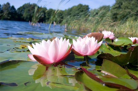 simsearch:851-02959686,k - Beautiful pink water lily (lotus) Photographie de stock - Aubaine LD & Abonnement, Code: 400-04028695