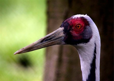 Sandhill White Feathered Crane, Close Up of Head and Red Eye, Grus Canadensis Photographie de stock - Aubaine LD & Abonnement, Code: 400-04029128