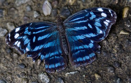 Royal Blue Butterfly, Myscelia Ethusa, Intense Vibrant Colors Photographie de stock - Aubaine LD & Abonnement, Code: 400-04029133