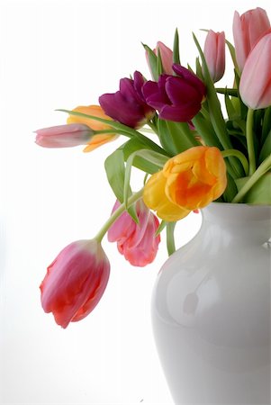 smelling tulip - Colourful tulips framed to allow plenty of space for copy. Stock Photo - Budget Royalty-Free & Subscription, Code: 400-04029194