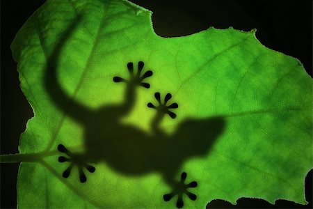 Lizard backlight silhouette in a green leaf Stock Photo - Budget Royalty-Free & Subscription, Code: 400-04029219