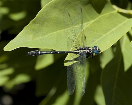 simsearch:400-06560180,k - a yellow and black dragonfly with blue eyes, resting on a leaf Stock Photo - Budget Royalty-Free & Subscription, Code: 400-04029229