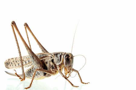 simsearch:400-04901085,k - Photographing of a large locust in studio conditions Fotografie stock - Microstock e Abbonamento, Codice: 400-04029295