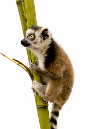 Ring-tailed Lemur (6 weeks) - Lemur catta in front of a white background Photographie de stock - Aubaine LD & Abonnement, Code: 400-04029364