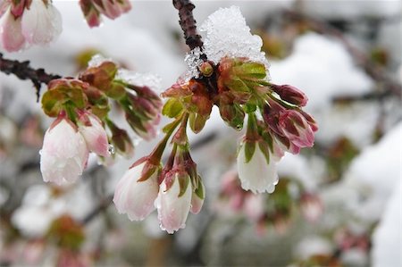 Mount Fuji Cherry Blossoms after a spring snow storm. Stock Photo - Budget Royalty-Free & Subscription, Code: 400-04020184