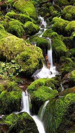 Small cascading waterfall amid moss covered rocks on the canyon trail at Silver Falls State Park, Oregon, USA Stock Photo - Budget Royalty-Free & Subscription, Code: 400-04020182