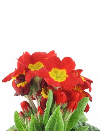 simsearch:700-00160358,k - beautiful vivid flowers Fotografie stock - Microstock e Abbonamento, Codice: 400-04020264