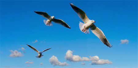 simsearch:400-09046940,k - bright sky panorama  with seagulls Stock Photo - Budget Royalty-Free & Subscription, Code: 400-04020266