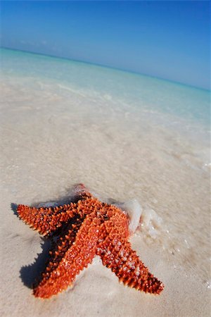 simsearch:400-03912387,k - Starfish in shallow water on a tropical beach Stock Photo - Budget Royalty-Free & Subscription, Code: 400-04020331