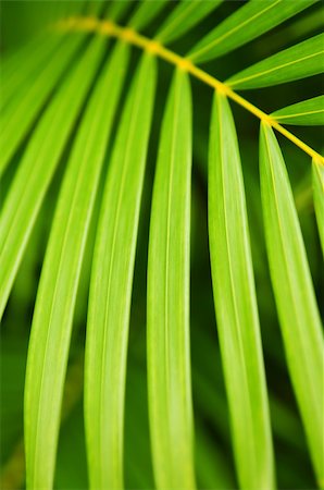 simsearch:400-04502346,k - Botanical background of green palm tree leaves close up Stock Photo - Budget Royalty-Free & Subscription, Code: 400-04020437