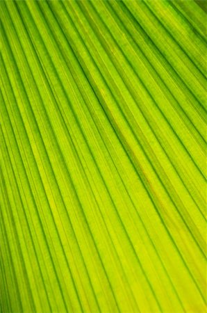 simsearch:400-05906470,k - Botanical abstract background of green leaf of tropical plant Photographie de stock - Aubaine LD & Abonnement, Code: 400-04020439