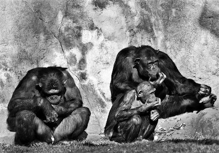 chimpanzees  family on a zoo Stock Photo - Budget Royalty-Free & Subscription, Code: 400-04020551