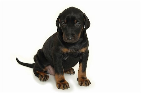 simsearch:400-06090463,k - Sweet puppy on white background. Foto de stock - Royalty-Free Super Valor e Assinatura, Número: 400-04020594
