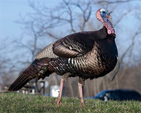 Wild male turkey strutting in the spring. Stock Photo - Budget Royalty-Free & Subscription, Code: 400-04021357