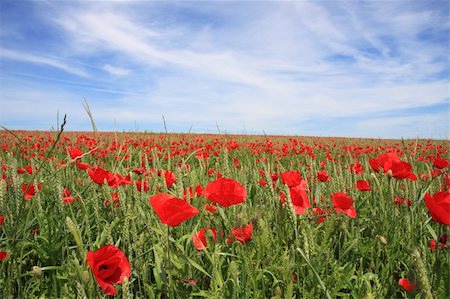 simsearch:400-05251521,k - A beautiful landscape with red poppy on a wheat field Photographie de stock - Aubaine LD & Abonnement, Code: 400-04021478
