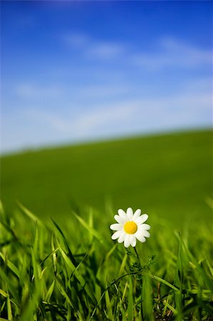 simsearch:400-04408653,k - Beautiful white daisy on green meadow - (Focus is on the flower) Stockbilder - Microstock & Abonnement, Bildnummer: 400-04022402