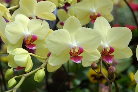 simsearch:841-02946335,k - Close up of a cluster of yellow orchids Fotografie stock - Microstock e Abbonamento, Codice: 400-04022585