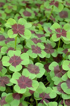 sorrel - Close up of four leaf clover Stock Photo - Budget Royalty-Free & Subscription, Code: 400-04022603