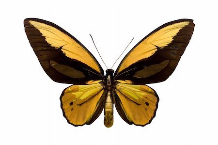 simsearch:400-08402802,k - Top view on an exotic butterfly isolated on a white background. Stockbilder - Microstock & Abonnement, Bildnummer: 400-04022841