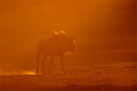 simsearch:400-04974511,k - A blue wildebeest (Connochaetes taurinus) in dust at sunset, Kalahari, South Africa Stock Photo - Budget Royalty-Free & Subscription, Code: 400-04023219