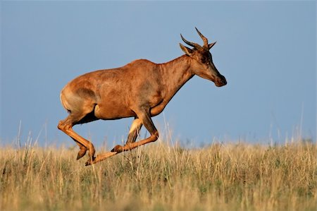 simsearch:400-06201888,k - Tsessebe antelope (Damaliscus lunatus), in full flight, South Africa Stock Photo - Budget Royalty-Free & Subscription, Code: 400-04023227