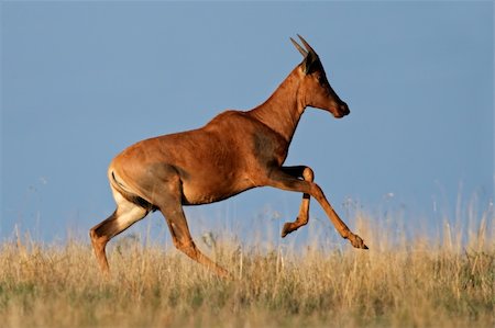 simsearch:400-06747285,k - Tsessebe antelope (Damaliscus lunatus), in full flight, South Africa Photographie de stock - Aubaine LD & Abonnement, Code: 400-04023228