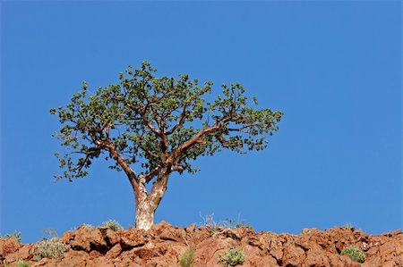 simsearch:400-04470445,k - A corkwood tree (Commiphora spp.) against a blue sky, Namibia, southern Africa Stockbilder - Microstock & Abonnement, Bildnummer: 400-04023220