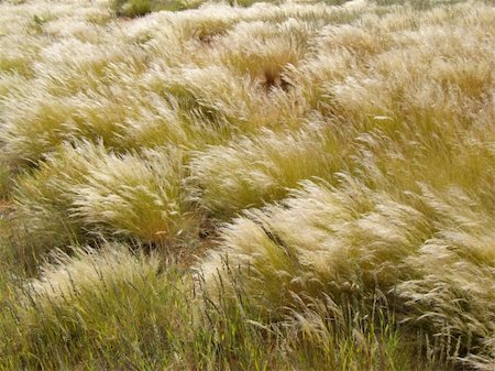 simsearch:400-04470445,k - Gasses waving in the wind after good rain, Namibia Stockbilder - Microstock & Abonnement, Bildnummer: 400-04023230