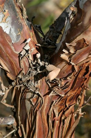 eucalipto - rough textured bark on a Silver Princess eucalyptus tree Foto de stock - Super Valor sin royalties y Suscripción, Código: 400-04023557