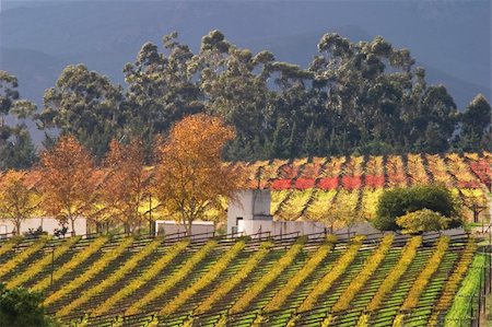 south african houses - Autumn landscape of vineyards, Cape town area, South Africa Stock Photo - Budget Royalty-Free & Subscription, Code: 400-04023594