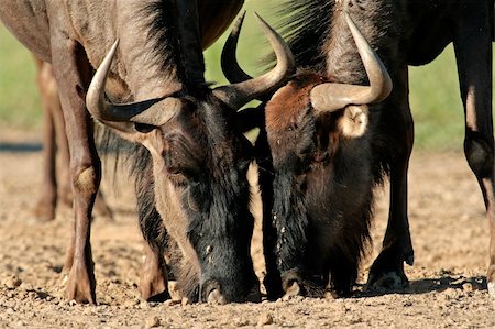 simsearch:400-06521553,k - Portrait of two blue wildebeest (Connochaetes taurinus) drinking water, Kalahari desert, South Africa Photographie de stock - Aubaine LD & Abonnement, Code: 400-04023595