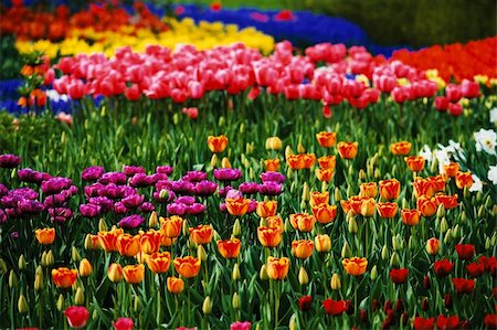 simsearch:400-08400581,k - view of colorful Tulips in the farm Photographie de stock - Aubaine LD & Abonnement, Code: 400-04023618