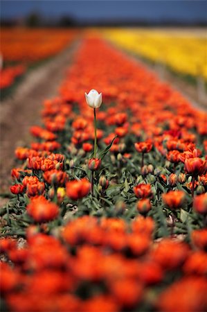 simsearch:6119-08541943,k - scene of Tulips in the farm Stock Photo - Budget Royalty-Free & Subscription, Code: 400-04023620