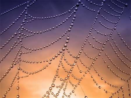 simsearch:400-07570299,k - close up of a spider web with dew drops Stock Photo - Budget Royalty-Free & Subscription, Code: 400-04034415