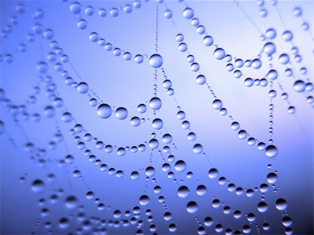 simsearch:400-03966370,k - close up of a spider web with dew drops Fotografie stock - Microstock e Abbonamento, Codice: 400-04034417
