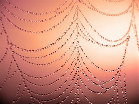 simsearch:400-07570299,k - close up of a spider web with dew drops Stock Photo - Budget Royalty-Free & Subscription, Code: 400-04034420