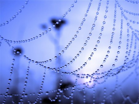 simsearch:400-03966370,k - close up of a spider web with dew drops Fotografie stock - Microstock e Abbonamento, Codice: 400-04034421