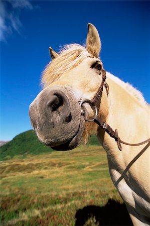 simsearch:400-04034948,k - Tan colored horse standing in field Stock Photo - Budget Royalty-Free & Subscription, Code: 400-04034948