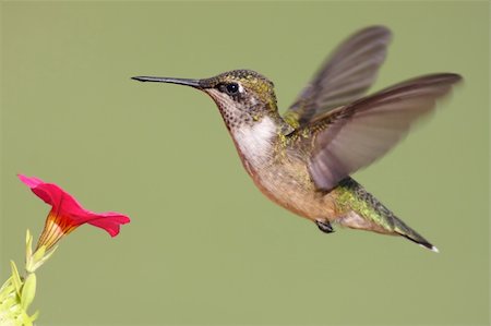 Juvenile Ruby-throated Hummingbird (archilochus colubris) in flight with a flower Foto de stock - Super Valor sin royalties y Suscripción, Código: 400-04035290
