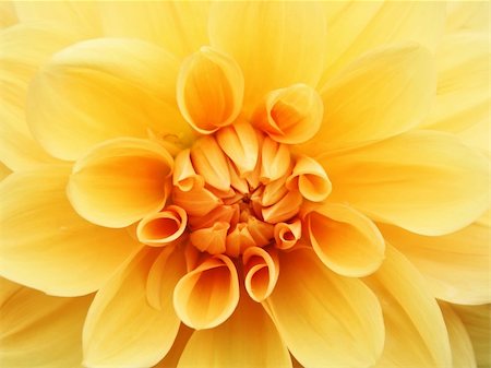 simsearch:400-04031781,k - A photography of a orange flower background Stock Photo - Budget Royalty-Free & Subscription, Code: 400-04035571