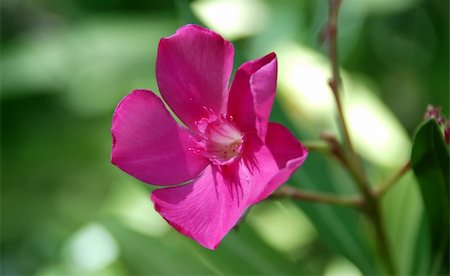 rose bay - Pink Oleander Flower (Nerium Oleander Calypso Standard) Foto de stock - Royalty-Free Super Valor e Assinatura, Número: 400-04035619