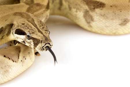 Boa Constrictor on white background. Photographie de stock - Aubaine LD & Abonnement, Code: 400-04036138