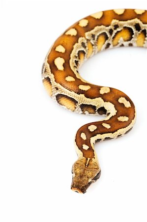 pythonschlange - Blood Python (Python curtus) on white background. Stockbilder - Microstock & Abonnement, Bildnummer: 400-04036133