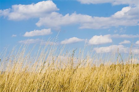simsearch:400-04018118,k - Dry yellow grass against cludy summer sky Photographie de stock - Aubaine LD & Abonnement, Code: 400-04036332
