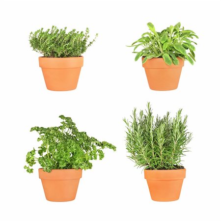 simsearch:400-04052014,k - Parsley, sage, rosemary and thyme herbs growing in terracotta pots over white background. Stockbilder - Microstock & Abonnement, Bildnummer: 400-04036362