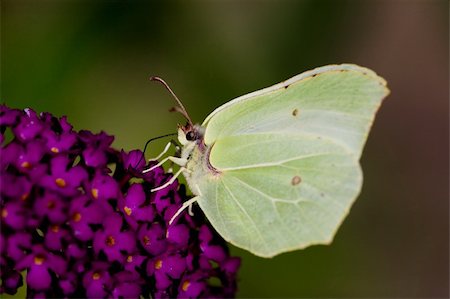 simsearch:400-07674888,k - Brimestone Butterfly -  Gonepteryx  rhamni  on a purple summer lilac - buddleja davidii Foto de stock - Super Valor sin royalties y Suscripción, Código: 400-04036692